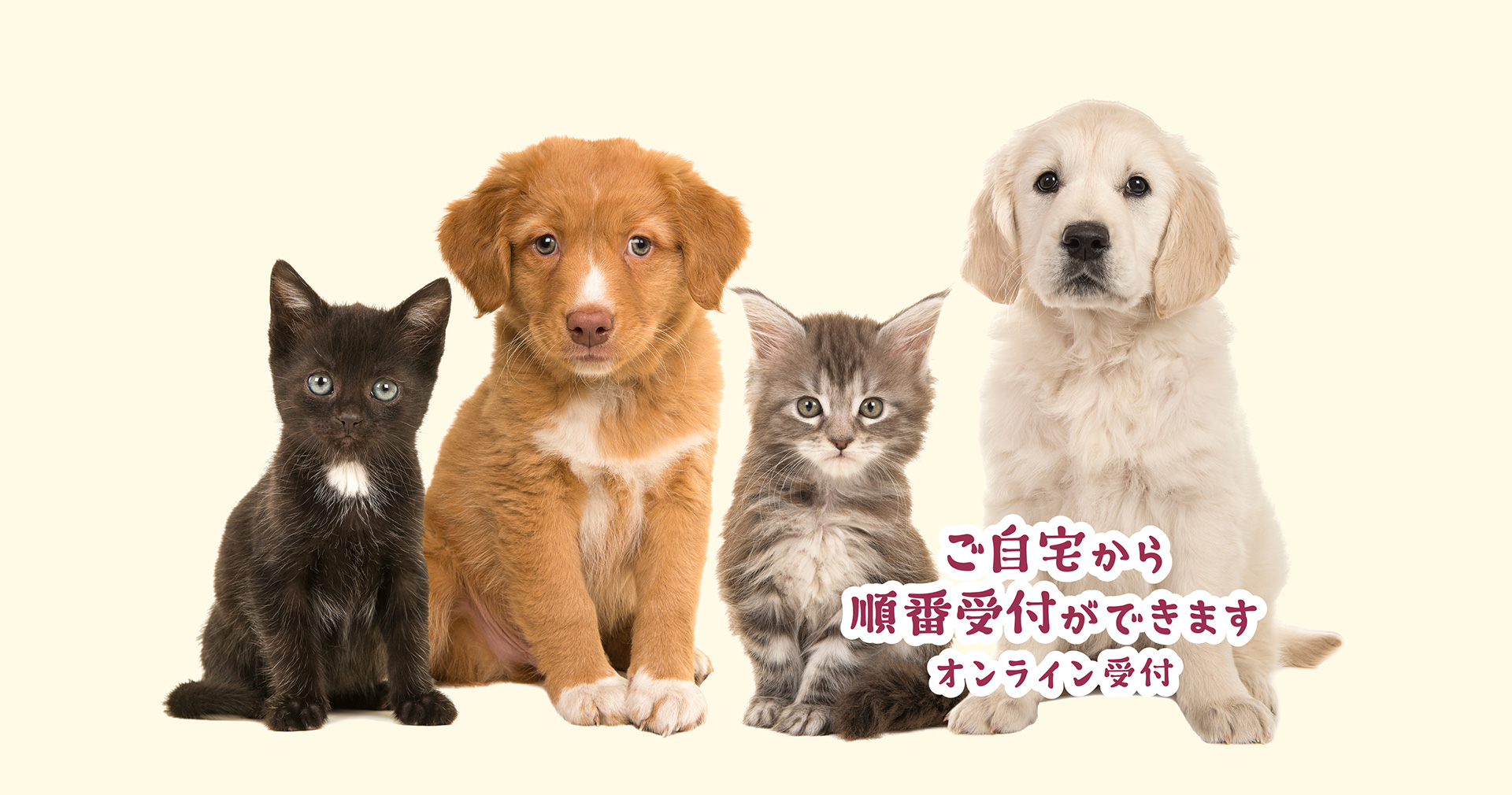 高崎市金古町・ウメツ動物病院・